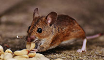 24 Hour & Emergency Exterminators in Anderson, IN